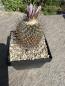 Preview: Gymnocactus septentrionalis